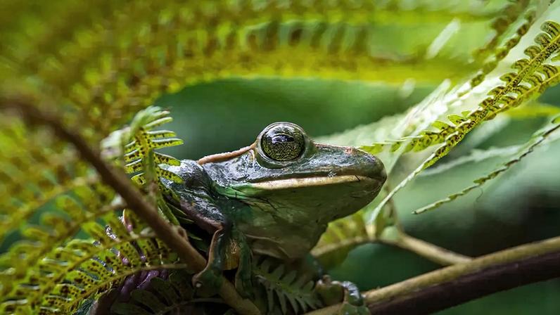 Por que sapos não engolem com os olhos abertos: explicação científica
