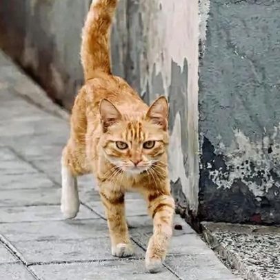 Gatos não devem sair sozinhos para a rua: riscos e cuidados