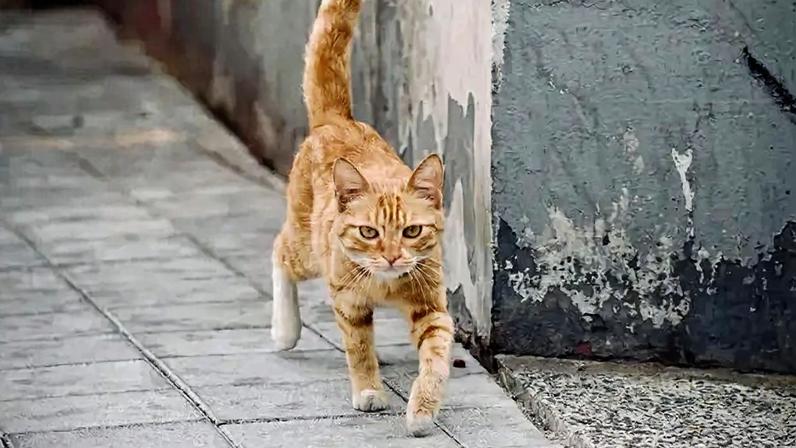 Fotografia de um gatinho laranja andando na rua.