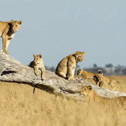 Como cientistas determinam a idade de animais na natureza