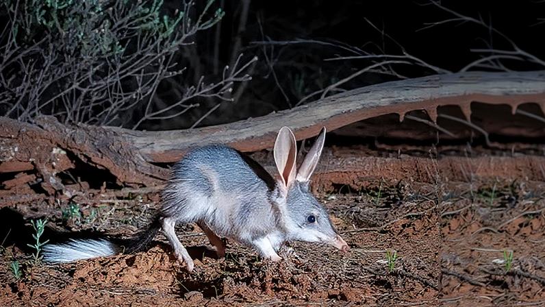 Teste de criação de bilbies para reintrodução no Mallee Cliffs aponta sucesso