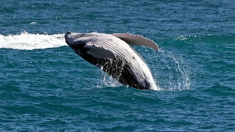 Windsurf desavisado colide com baleia cinzenta na Baía de São Francisco