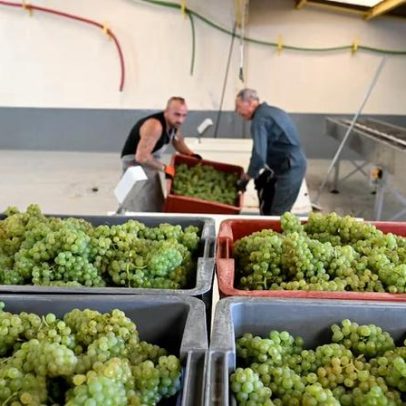 UE paga €40 milhões para transformar vinho em álcool após queda de vendas