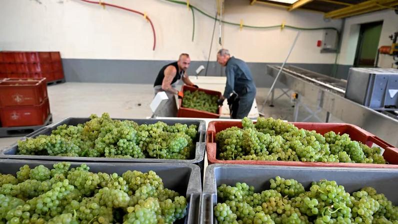 UE paga €40 milhões para transformar vinho em álcool após queda de vendas