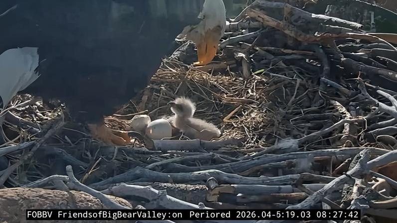 The two bald eagle chicks made their debut live online at the weekend in southern California’s San Bernardino national forest.
