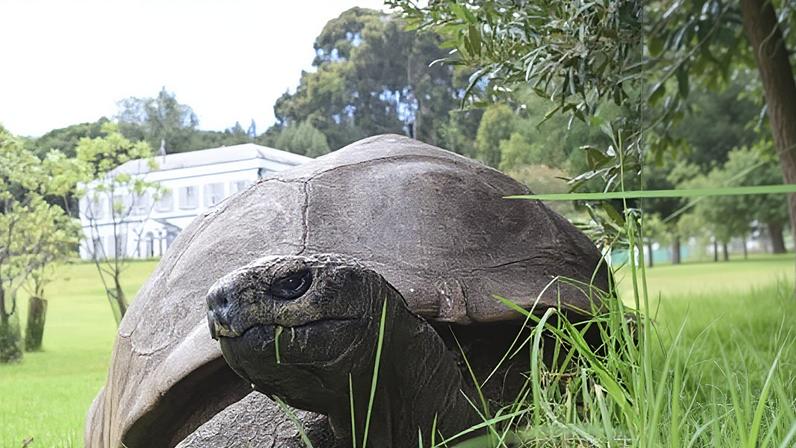Jonathan, the world’s oldest tortoise, has lived through two world wars and the rise and fall of the British empire.