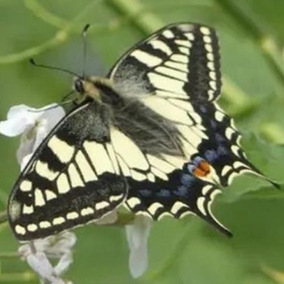 Projeto visa reintroduzir borboleta rara em Yorkshire