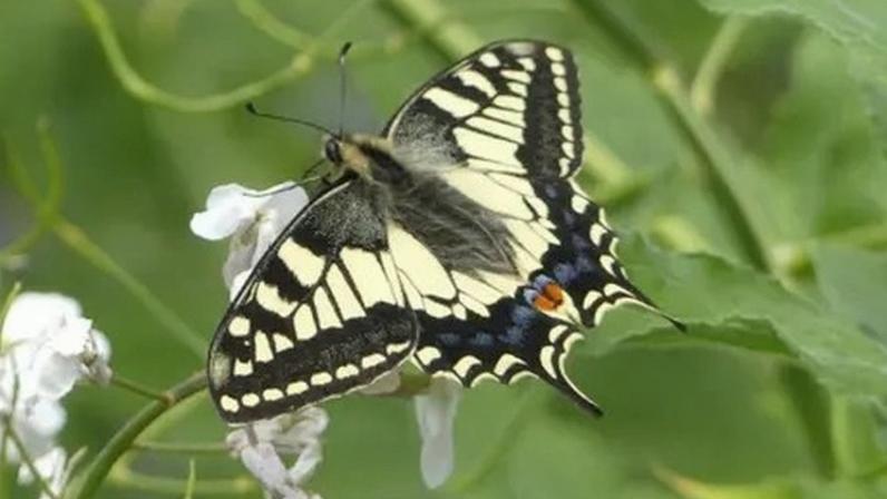 Projeto visa reintroduzir borboleta rara em Yorkshire