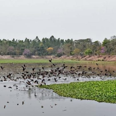 Engenheiro reabilita pântanos degradados em Bangladesh diante da seca