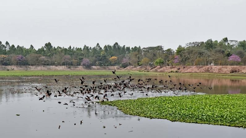 Bharardaho Beel shelters hundreds of water birds and other wildlife around the year. Image by Md Mehedi Hasan.