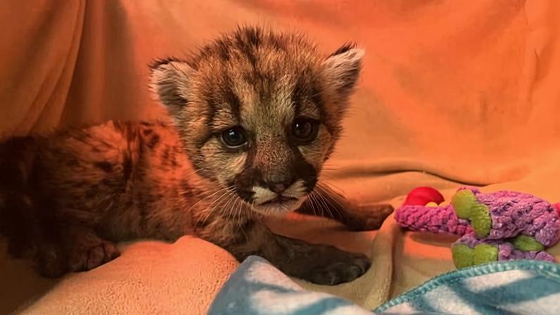Filhote de leão-da-montanha de três semanas é resgatado por biólogos na Califórnia