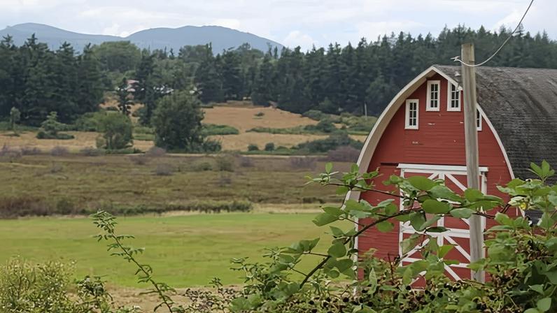 21 cães mortos aparecem em praia de Washington; autoridades investigam
