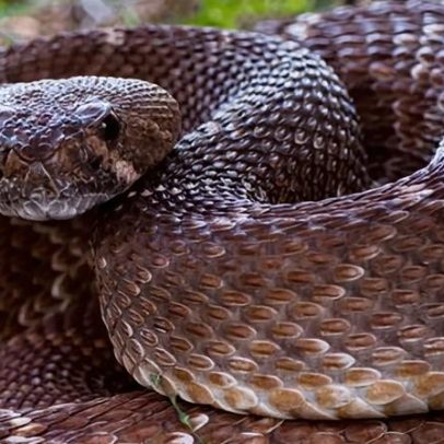 Califórnia registra sexta pessoa mordida por cascavel em menos de um mês