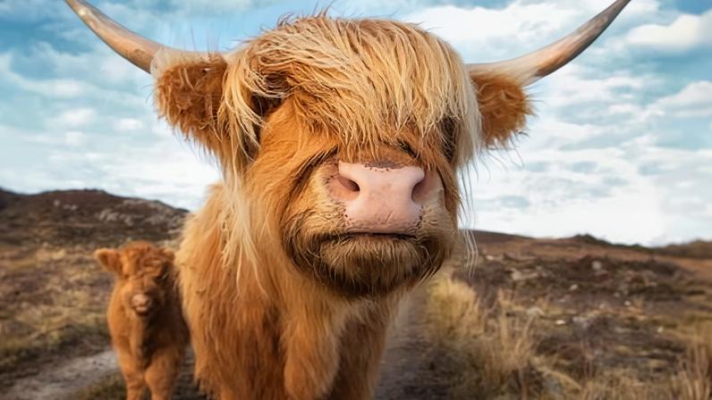 Vacas Highland: como viraram estrelas das redes e foram forçadas a se esconder