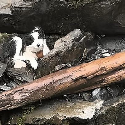 Cão Molly resgatado após uma semana esperando pelo dono ferido na Nova Zelândia