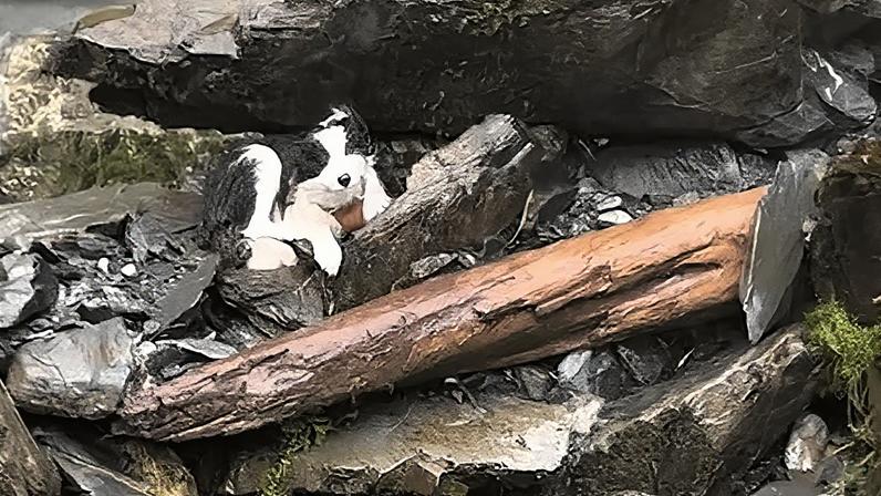 Cão Molly resgatado após uma semana esperando pelo dono ferido na Nova Zelândia
