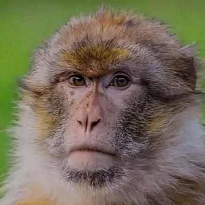 Primeiro projeto genético global ajuda macacos raros