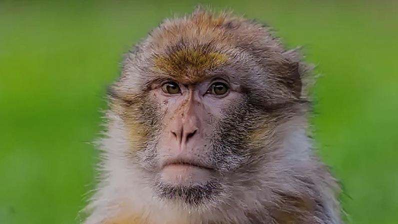 Primeiro projeto genético global ajuda macacos raros