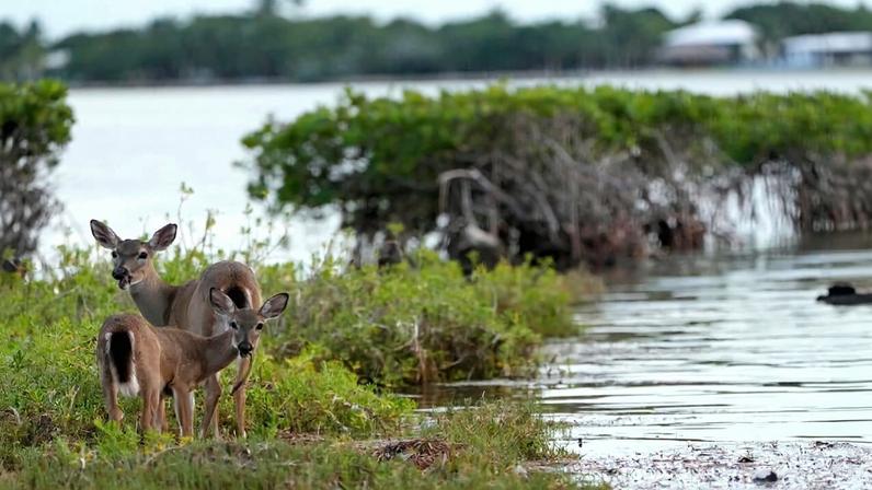 Key deer (Odocoileus virginianus clavium), a tiny and endangered subspecies of white-tailed deer, walk along mangroves in Big Pine Key, Florida. Image courtes of AP Photo/Lynne Sladky.