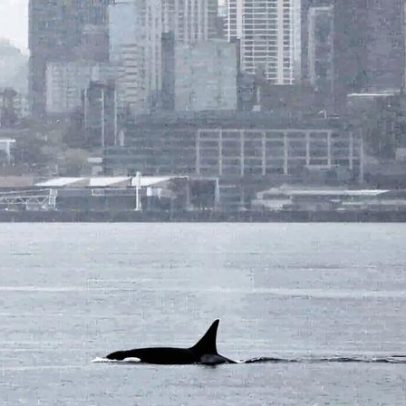 Orcas avistadas pela primeira vez em Seattle encantam observadores de baleias
