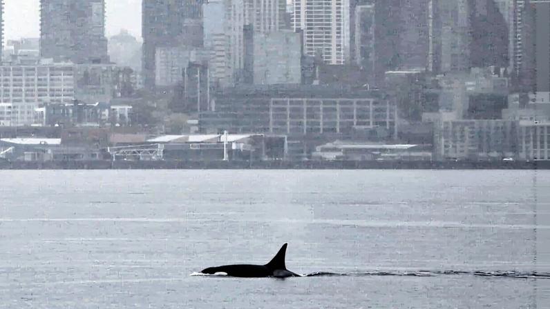 A killer whale swims in Elliott Bay in front of the downtown Seattle skyline on Wednesday, April 1, 2026. The orca is a part of a pod that had not been recorded by researchers in this region until this past month when three whales appeared in waters off British Columbia and Washington state.