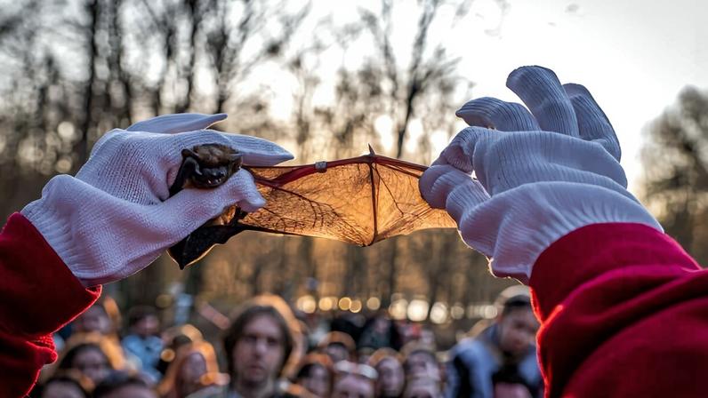 KYIV, Ukraine (AP) — As night falls over a nature park on the edge of Kyiv, children crowd around volunteers who carefully open cloth bags and release bats into the twilight. As each one takes flight, snapping through the air, more than 1,000 spectators cheer and applaud — families, off-duty soldiers, and bat enthusiasts, a few […]