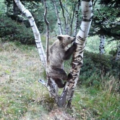 Ursos pardos dos Pirineus sobem para cerca de 130 na contagem mais recente