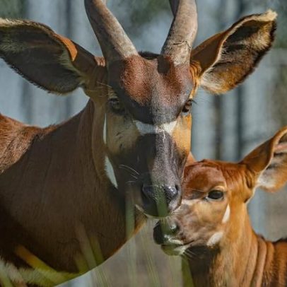 Quênia recebe quatro bongos-da-montanha de zoológicos europeus
