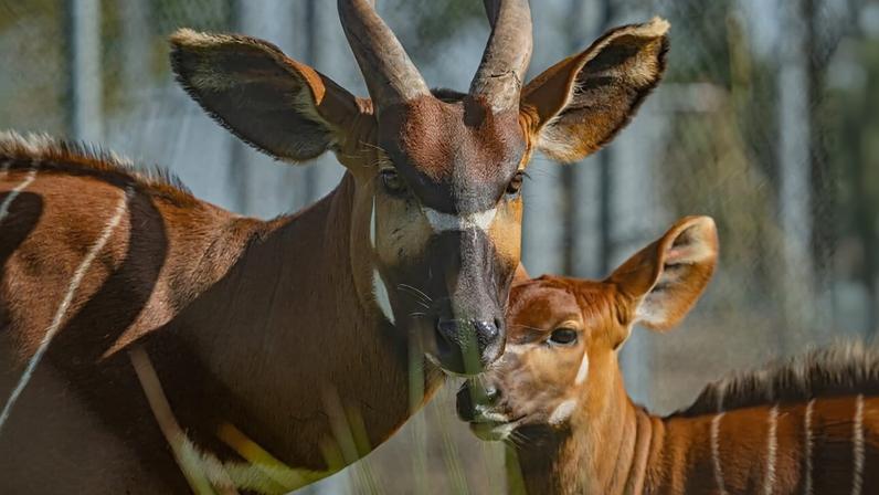 Quênia recebe quatro bongos-da-montanha de zoológicos europeus