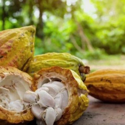 Do Amazonas ao Mundo, o cacau percorre cinco milênios