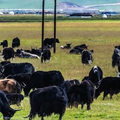 China controla fronteiras e abate gado por surto de febre aftosa