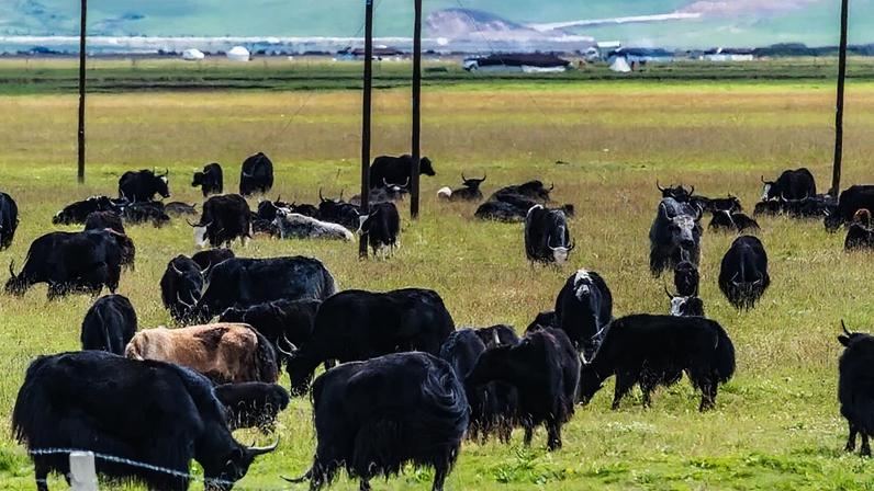 Gado com febre aftosa na China está em região de fronteira