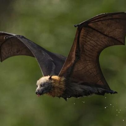 Morcegos-voadores da Austrália oferecem serviços e merecem melhor reputação