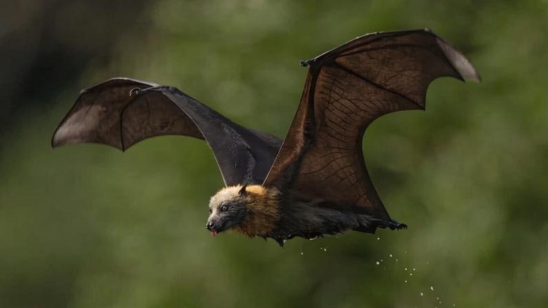 Morcegos-voadores da Austrália oferecem serviços e merecem melhor reputação
