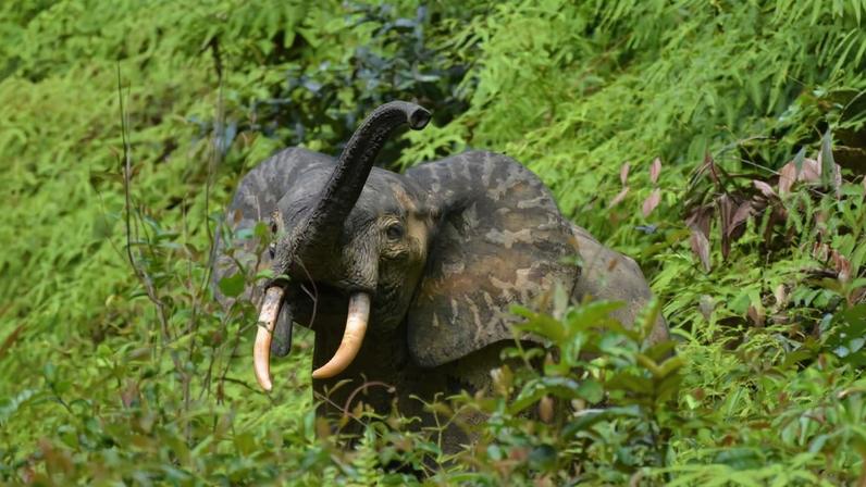 A forest elephant near Ngounié, Gabon. Image by marcusgmeiner via iNaturalist (CC BY-NC 4.0)