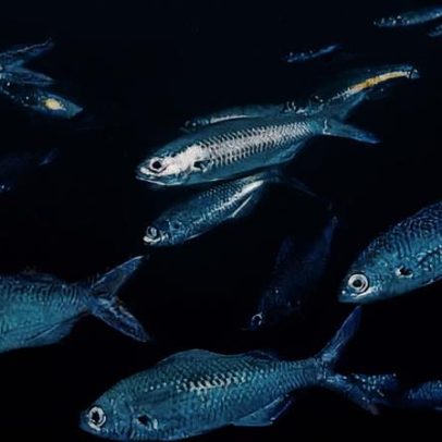 Peixe-damselfish das Galápagos pode estar extinto, aponta estudo