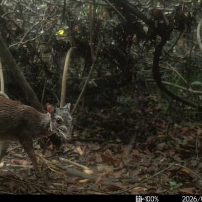 Câmeras de armadilha registram fotos de raro antílope ilhéu em Zanzibar