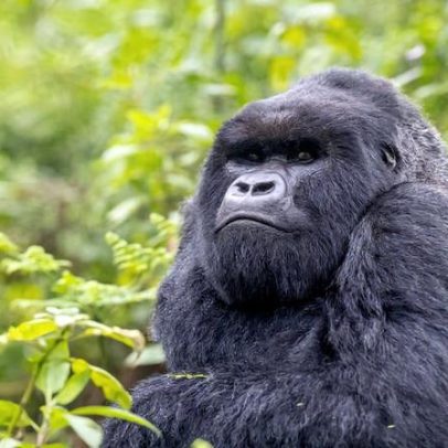 Mongabay lança Solutions Desk para acompanhar o que funciona para o planeta