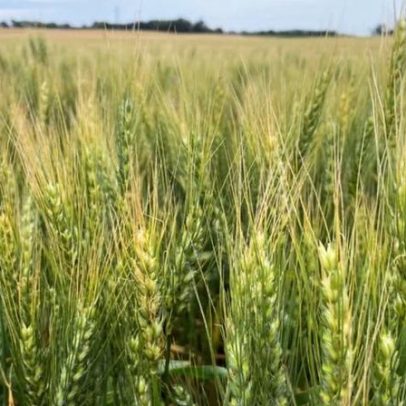 Preços mundiais de alimentos sobem em março e Irã eleva custos de energia