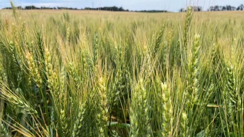 Campo de trigo em Enderlin, Dakota do Norte, EUA