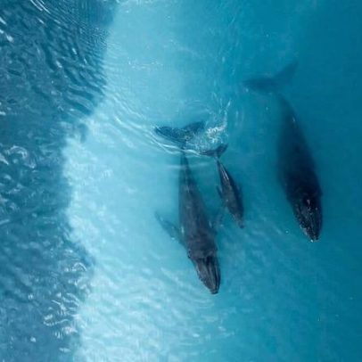 10% do oceano protegido; faltam 20% para chegar a 30%