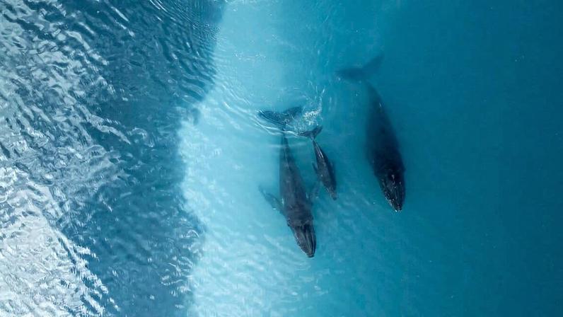 10% do oceano protegido; faltam 20% para chegar a 30%