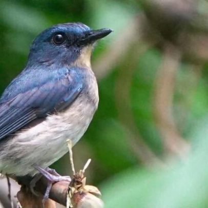 Cinco espécies de aves consideradas desaparecidas são redescobertas em 2025