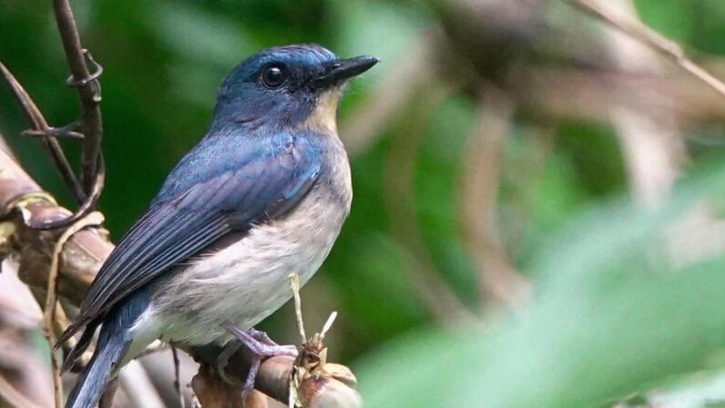The vulnerable Rufous-breasted blue flycatcher was photographed on Luzon Island in March 2025. It was last documented in 2008. Image by kenny_well via iNaturalist (CC BY-NC 4.0).