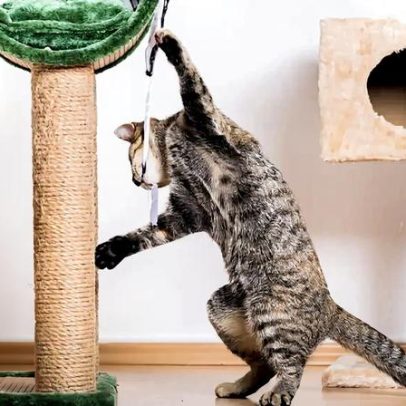 Quatro formas de enriquecer o ambiente da casa para o seu pet