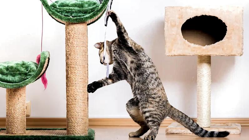 Quatro formas de enriquecer o ambiente da casa para o seu pet