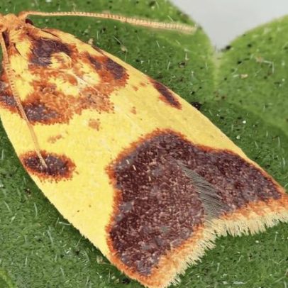 Pesquisadores identificam 10 espécies de mariposas e 7 gêneros no Havaí