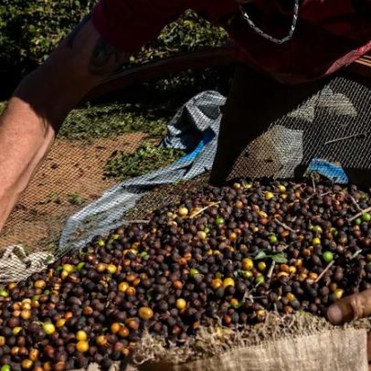 Soja em alta, café e cacau em queda no 1º tri de 2026
