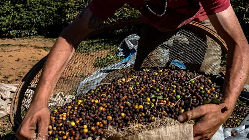 Soja em alta, café e cacau em queda no 1º tri de 2026