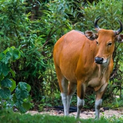 Recuperação de bois selvagens transforma vidas perto de reserva na Tailândia